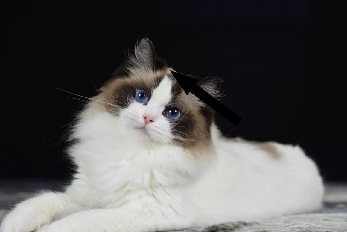 Почему рэгдоллы обмякают на руках