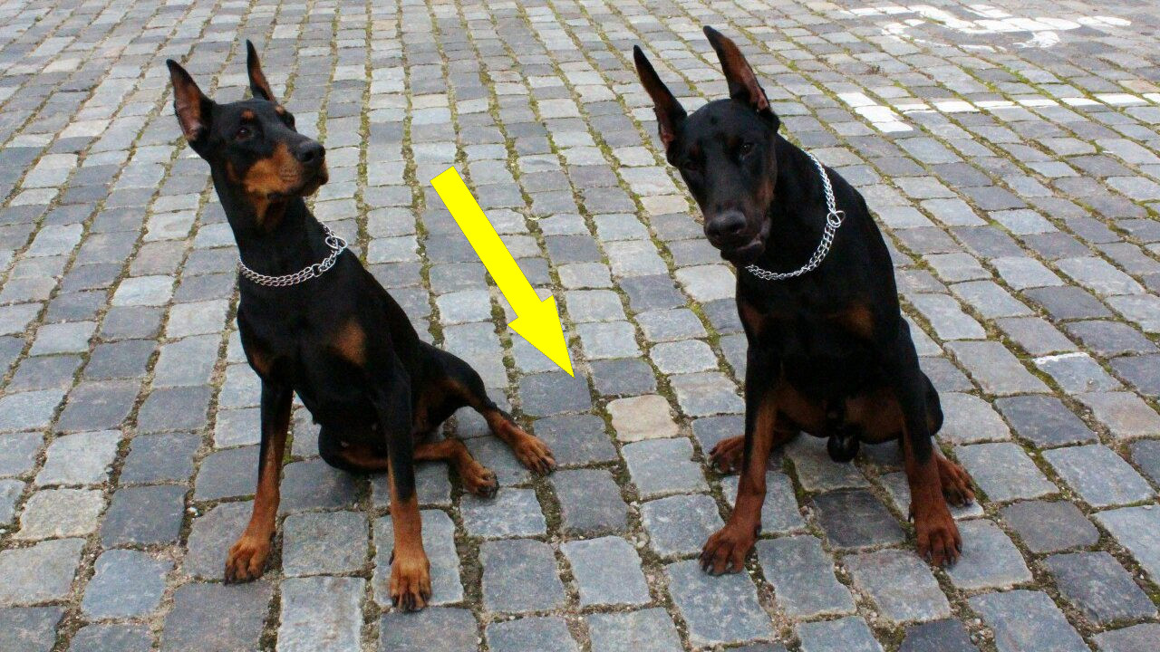 Доберман – ваш верный защитник и друг