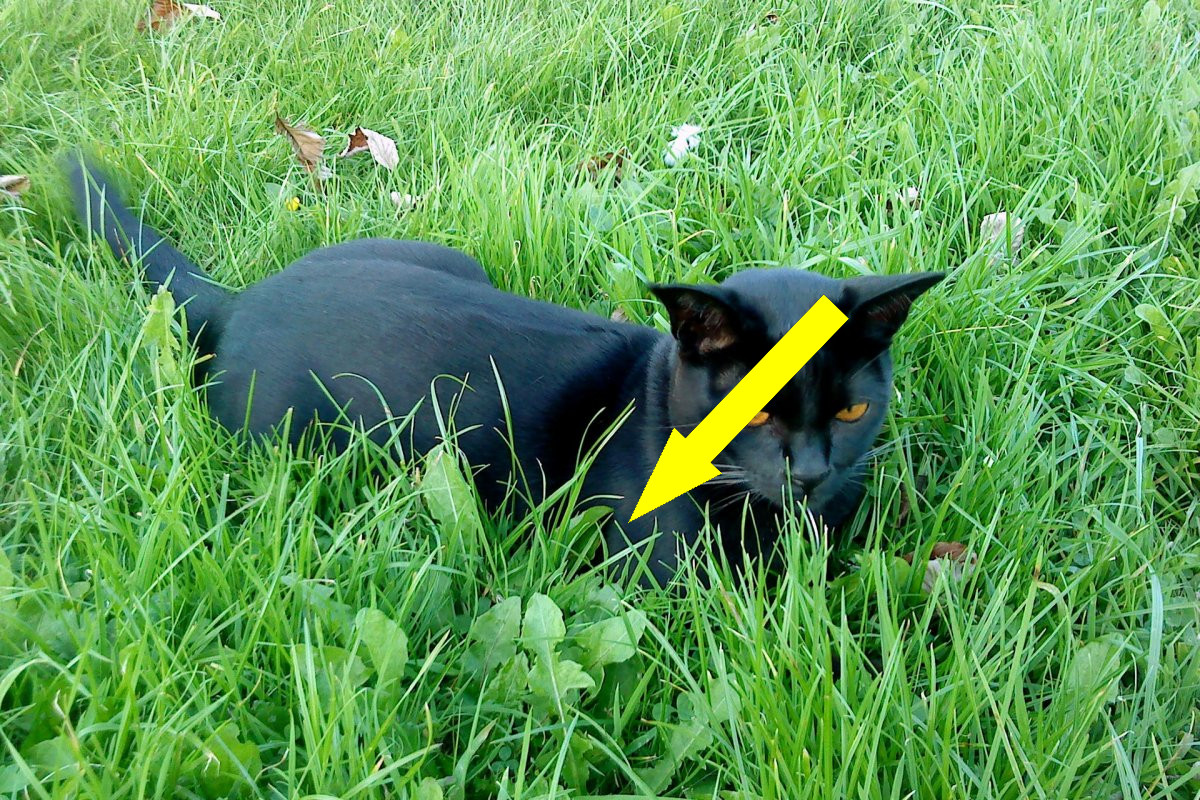 Бомбейская кошка: домашняя пантера или ласковый мурлыка