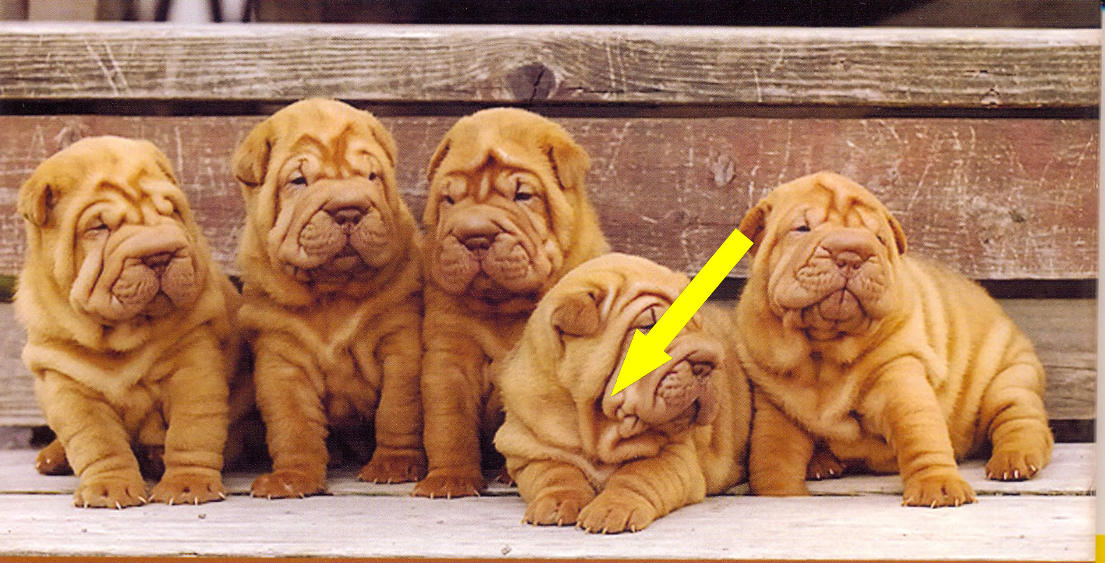 Шарпей: загадки складок древней породы