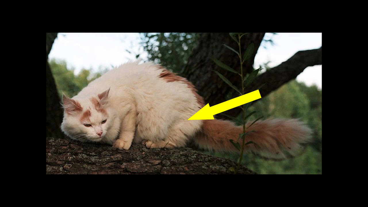 Турецкий ван: любители воды или миф?