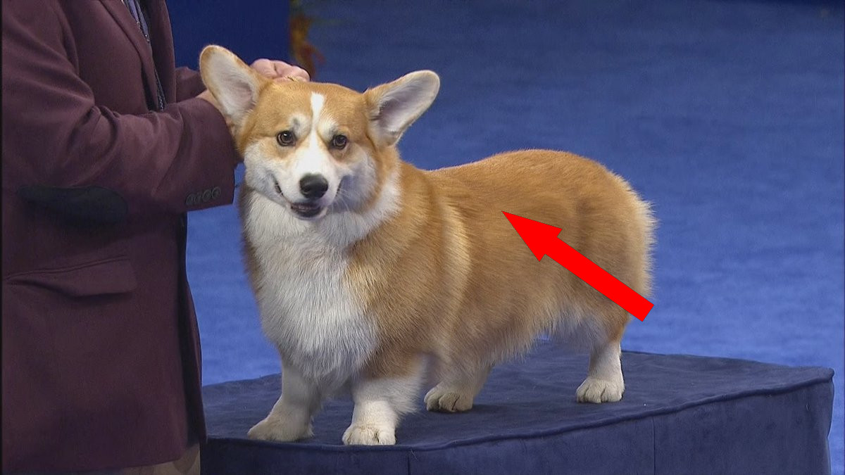 Корги — любимцы королевы и не только