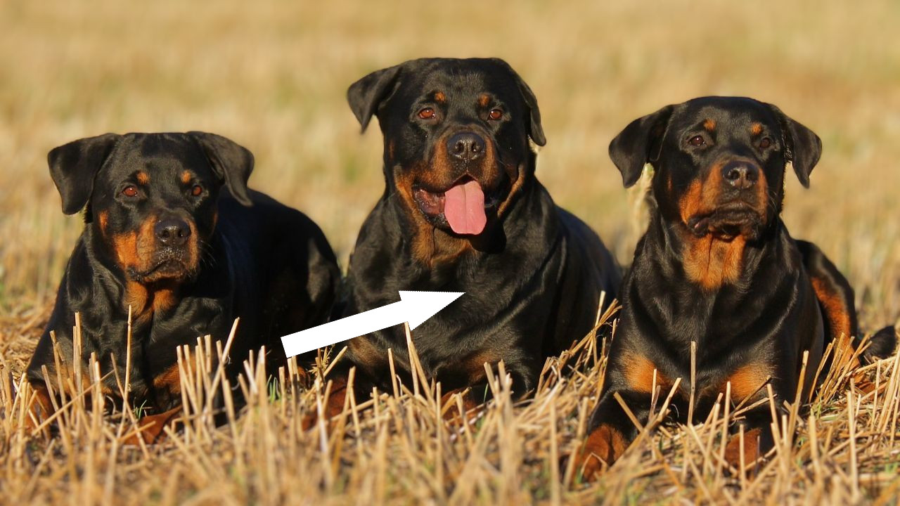 Как воспитать ротвейлера: мощного и послушного питомца