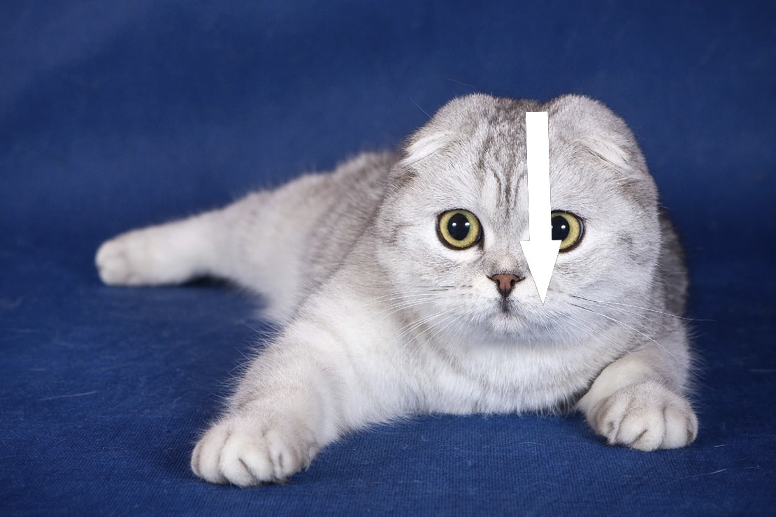 Скоттиш-фолд и его уникальные вислоухие ушки