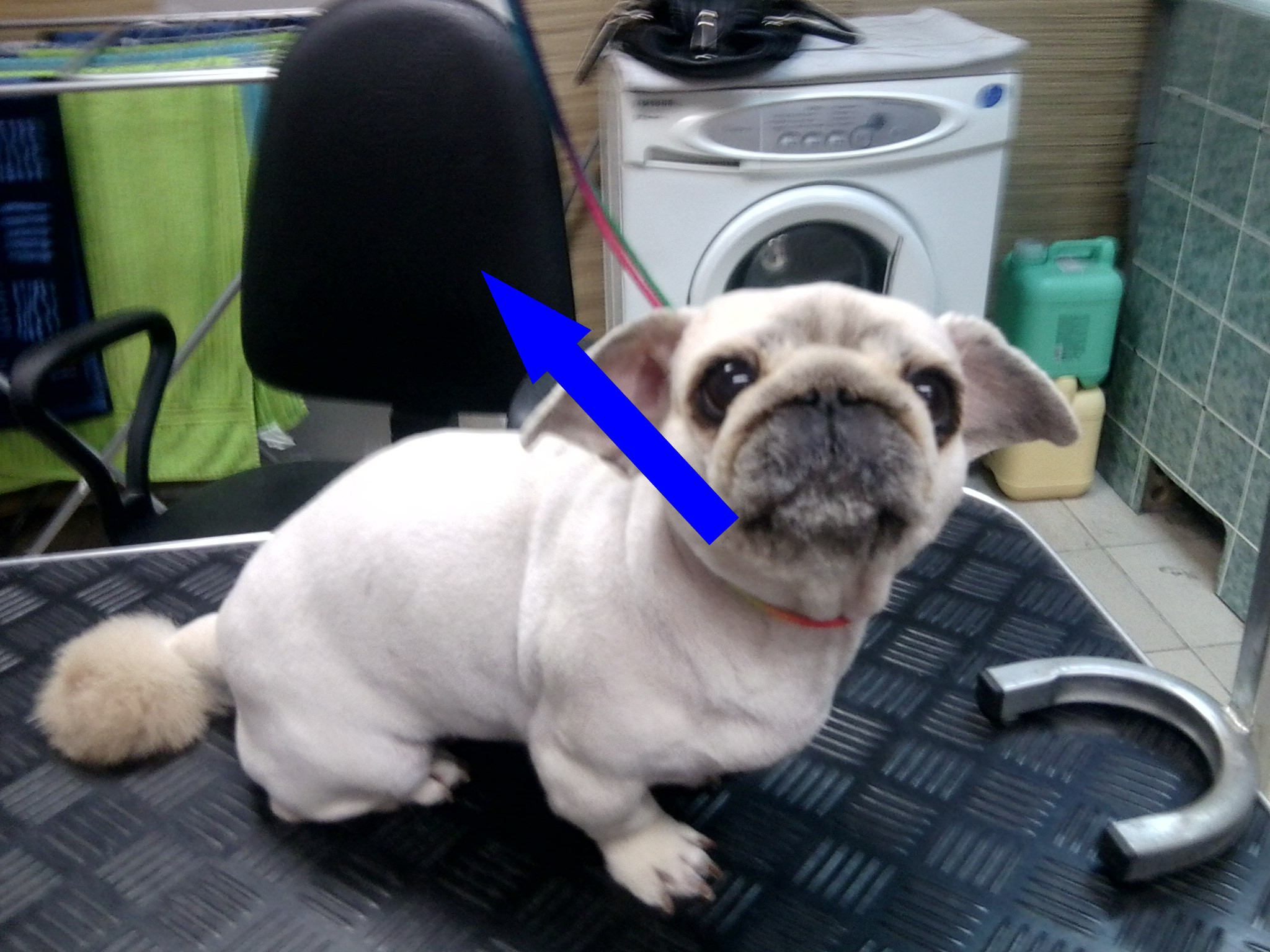 Мопс: как ухаживать за собакой с человеческим лицом