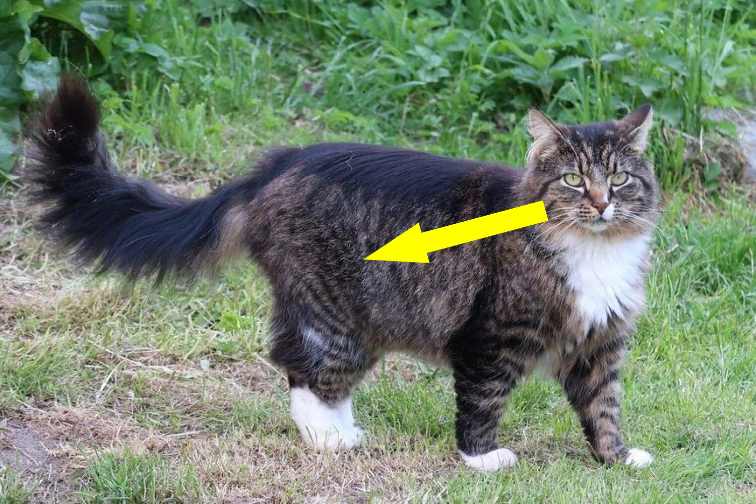 Норвежская лесная кошка: секреты выживания в суровых условиях