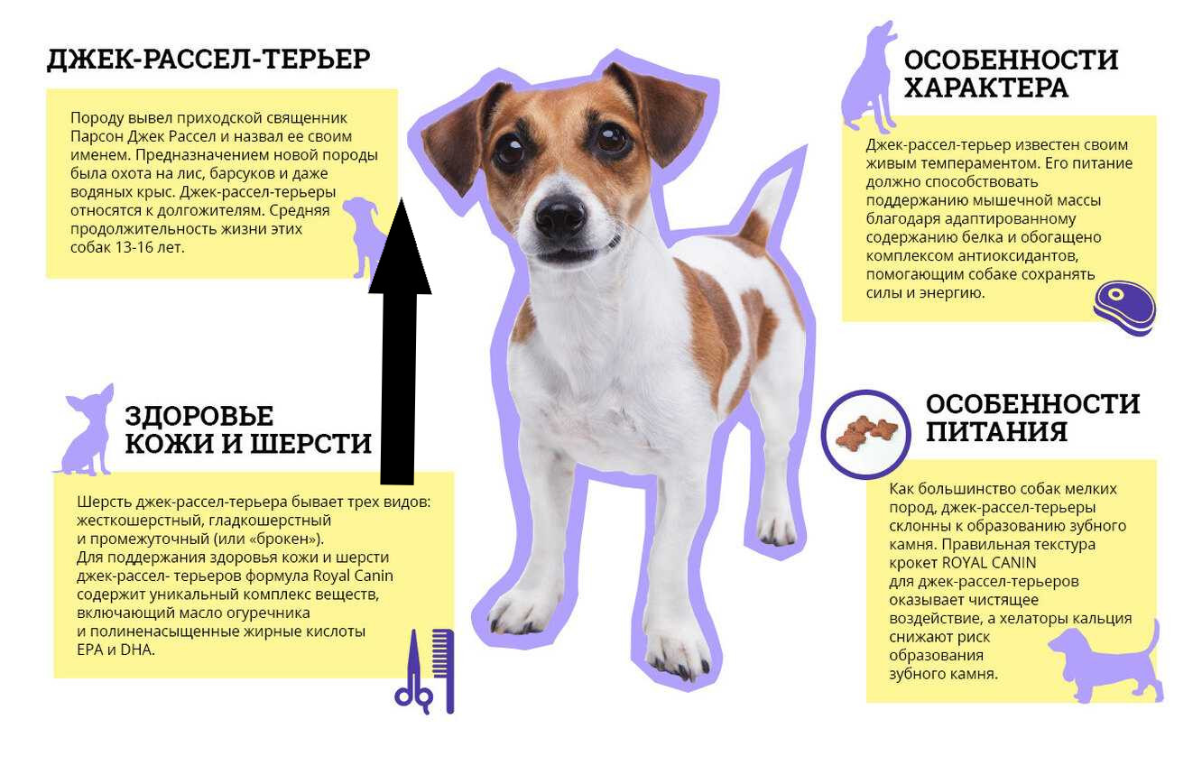 Неугомонный Джек-рассел-терьер: как направить энергию в нужное русло