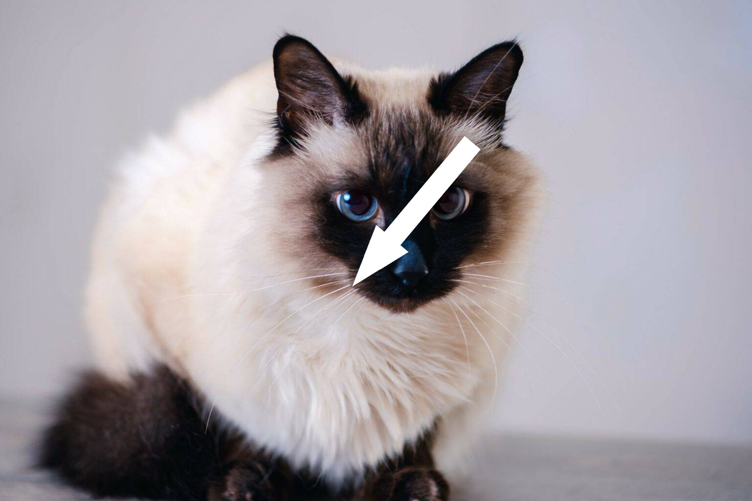 Очарование балинезийской кошки