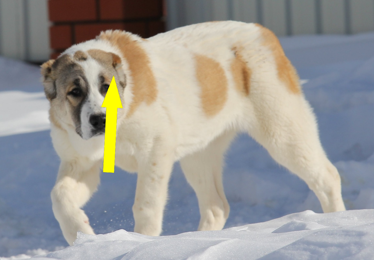 Алабай: что нужно знать о среднеазиатской овчарке