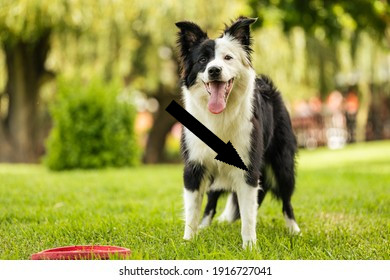 Как развить интеллект бордер-колли