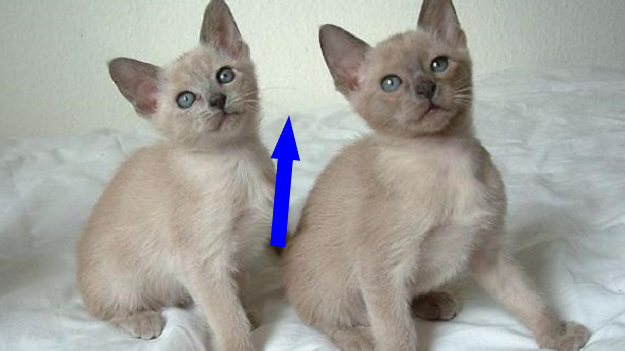 Тонкинская кошка: идеальный питомец для вашего дома