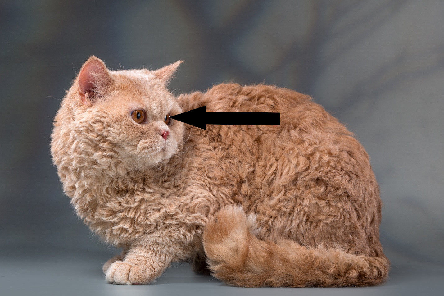 Селкирк-рекс: плюшевая кошка с кудрявой шерстью или новый тренд