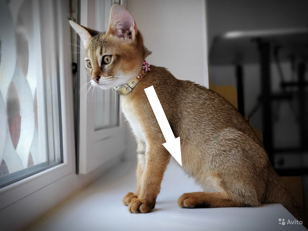 Как ужиться с чаузи: советы по уходу за экзотическими кошками