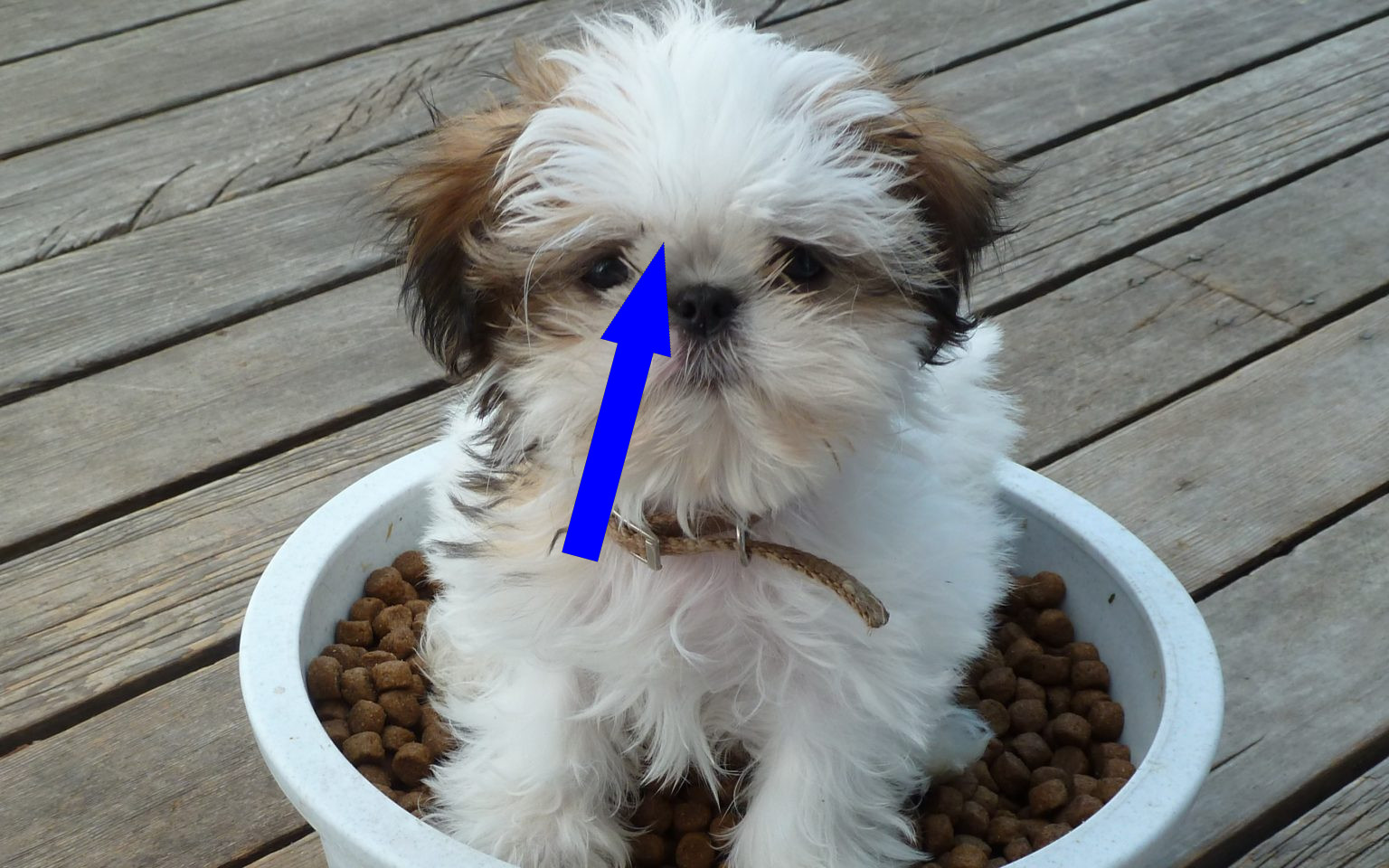 Уход за ши-тцу: секреты "львиной собаки" императоров