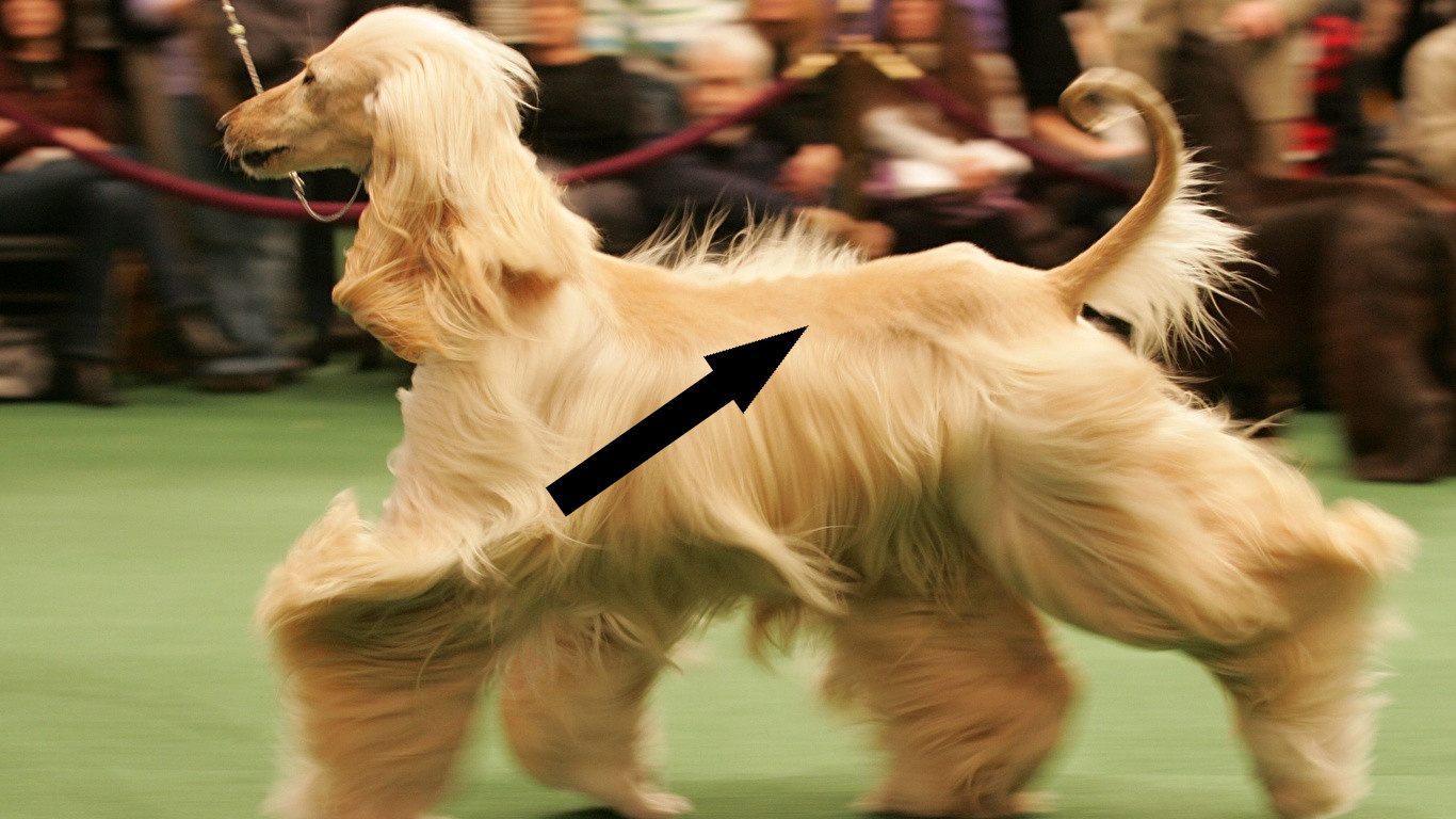 Секреты ухода за афганской борзой