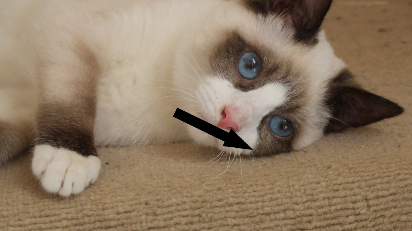 Сноу-шу: кошки с белыми носочками