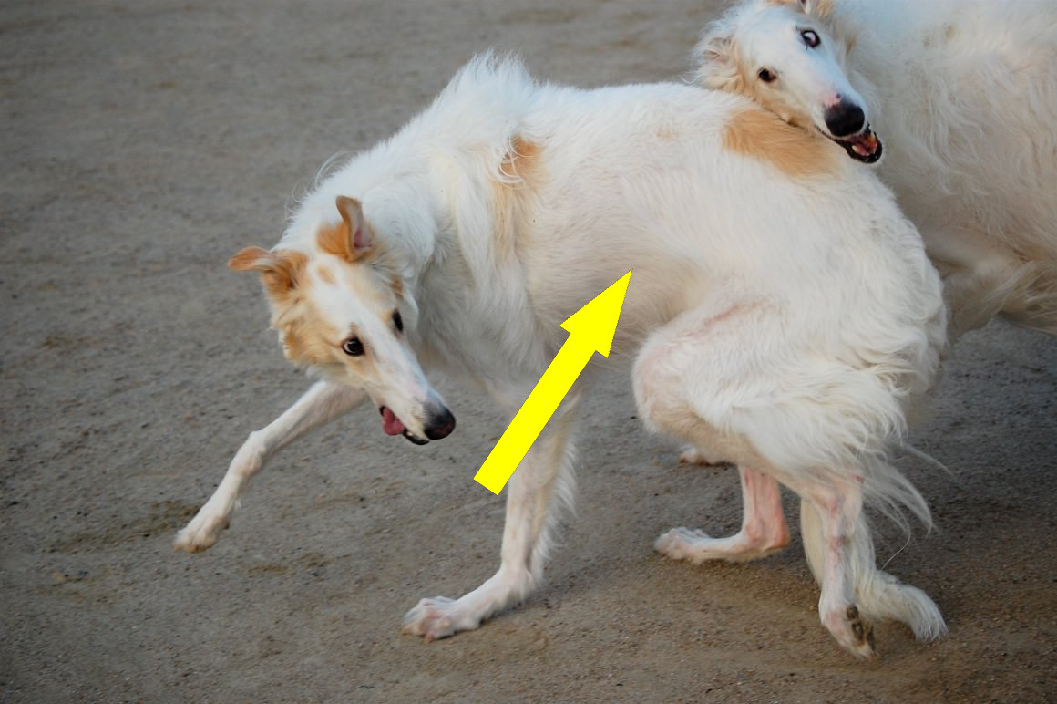 Как воспитать борзую в условиях города