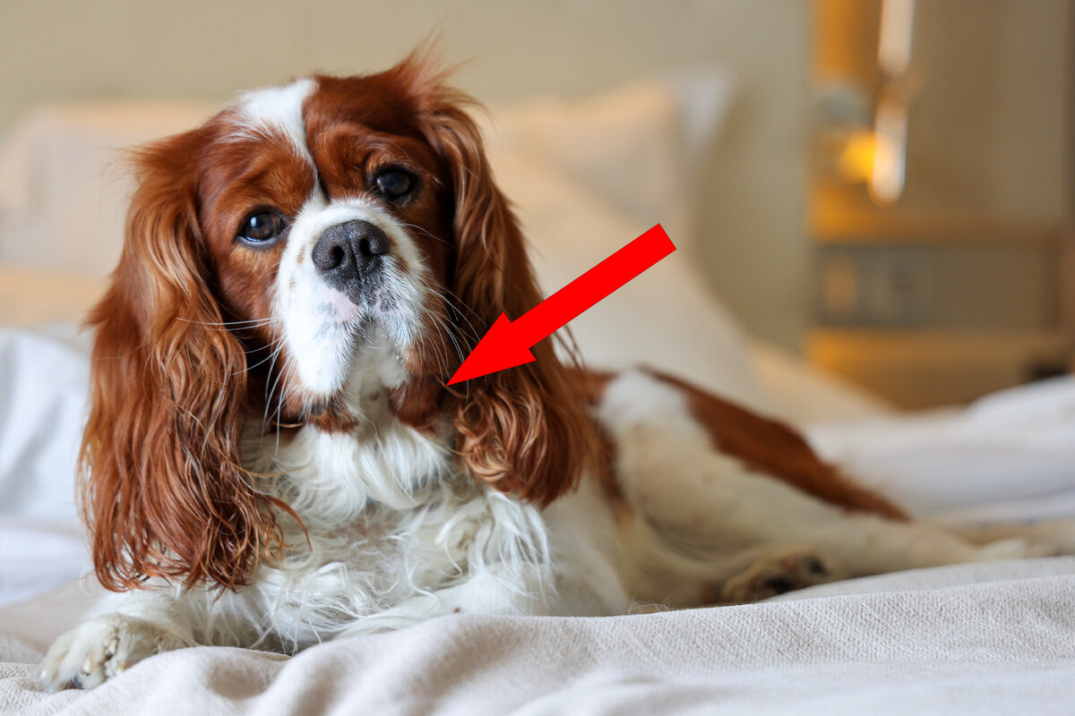 Кавалер кинг чарльз спаниель: маленький аристократ, ставший любимцем семьи