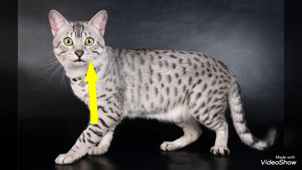 Пятна на шерсти египетской мау: тайны древней породы