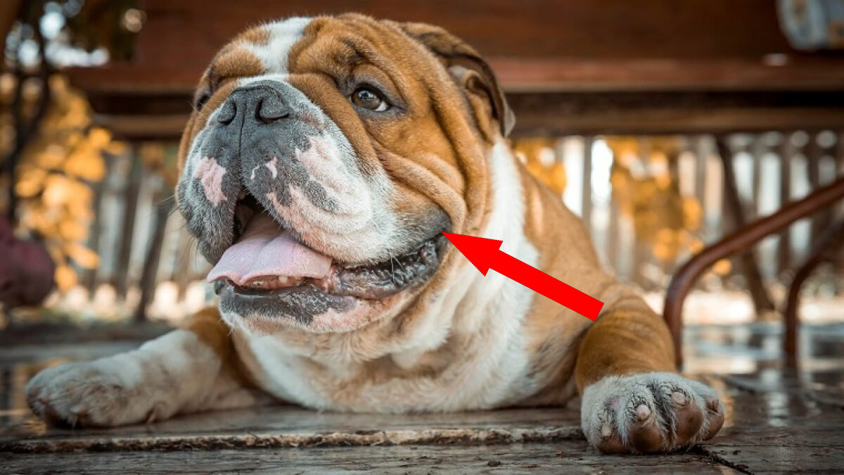 Английский бульдог: как ухаживать за символом британского духа