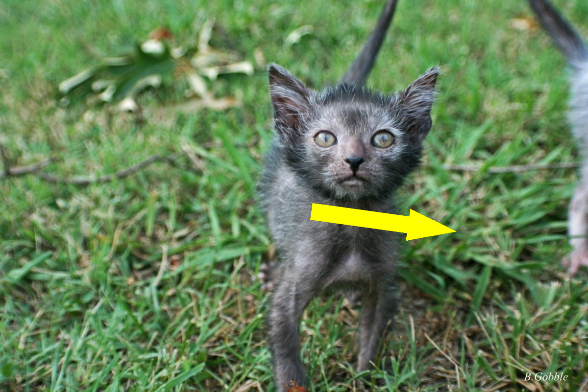 Ликой: мифы и реальность кошки-оборотня