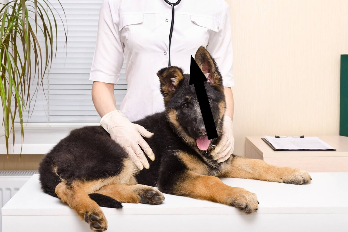 Почему немецкие овчарки завоевали сердца российских семей