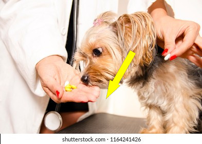 Миниатюрный аристократ покоряет россиян