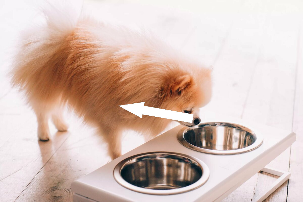 Шпиц: пушистый комочек счастья или требовательный питомец