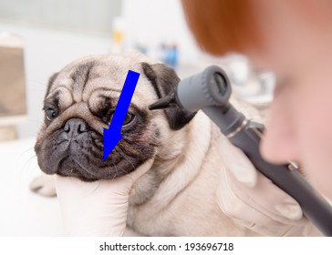 Мопс: уход за собакой с человеческим лицом в мегаполисе