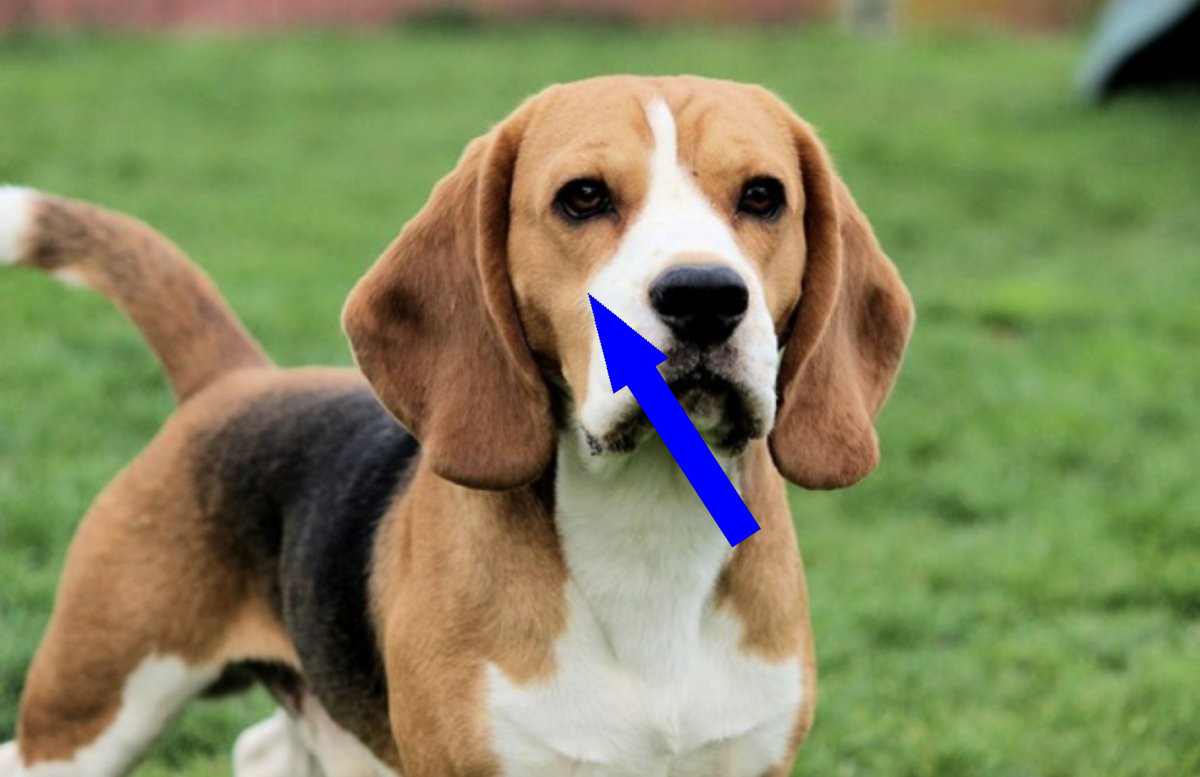 Бигль в российской семье: как адаптируется охотничья порода