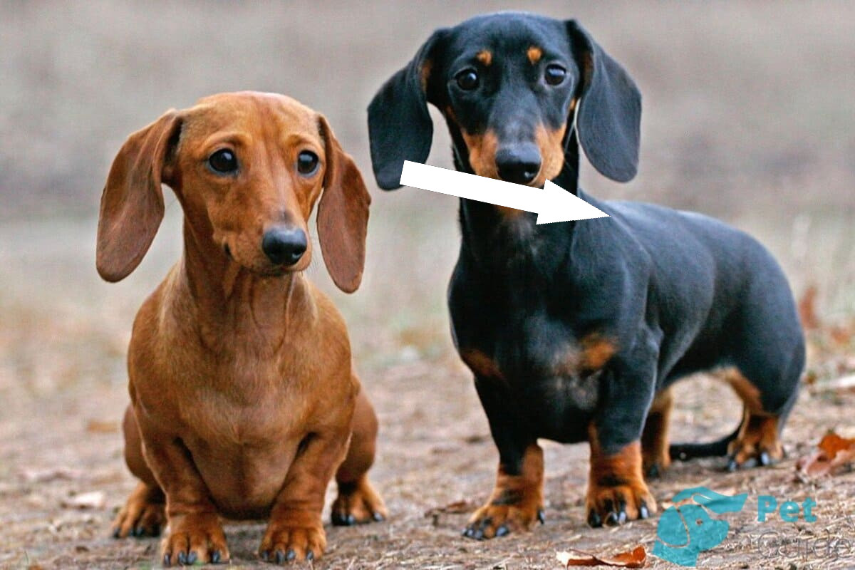 Такса: длинное тело, большое сердце