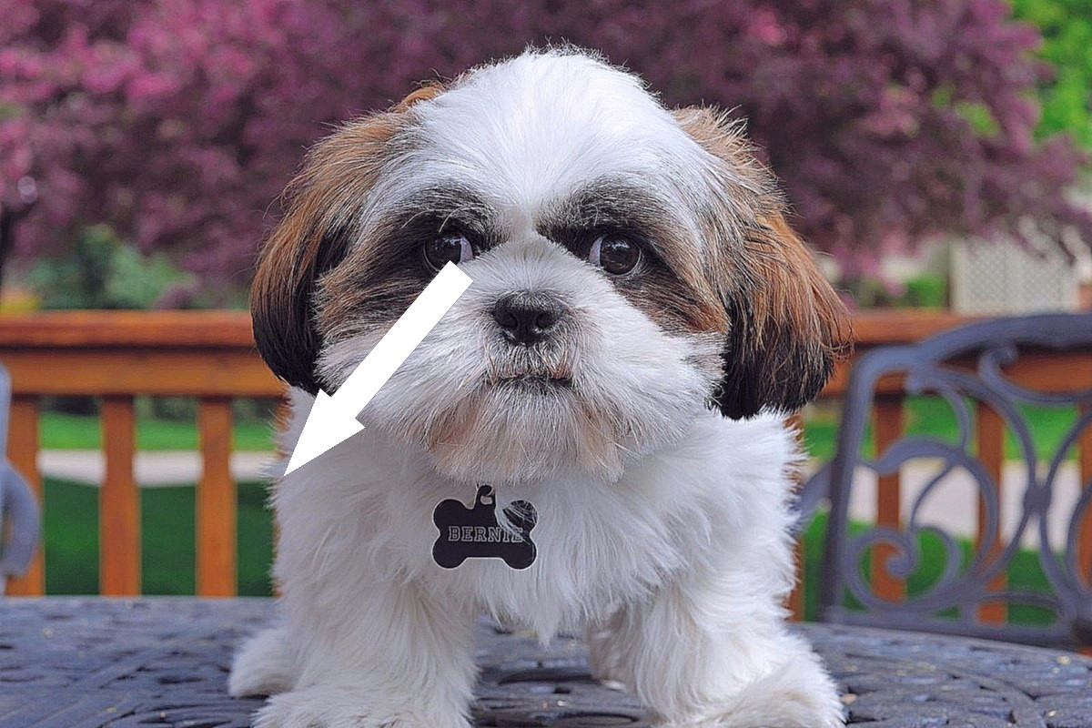 Ши-тцу: секреты ухода за львиной собакой