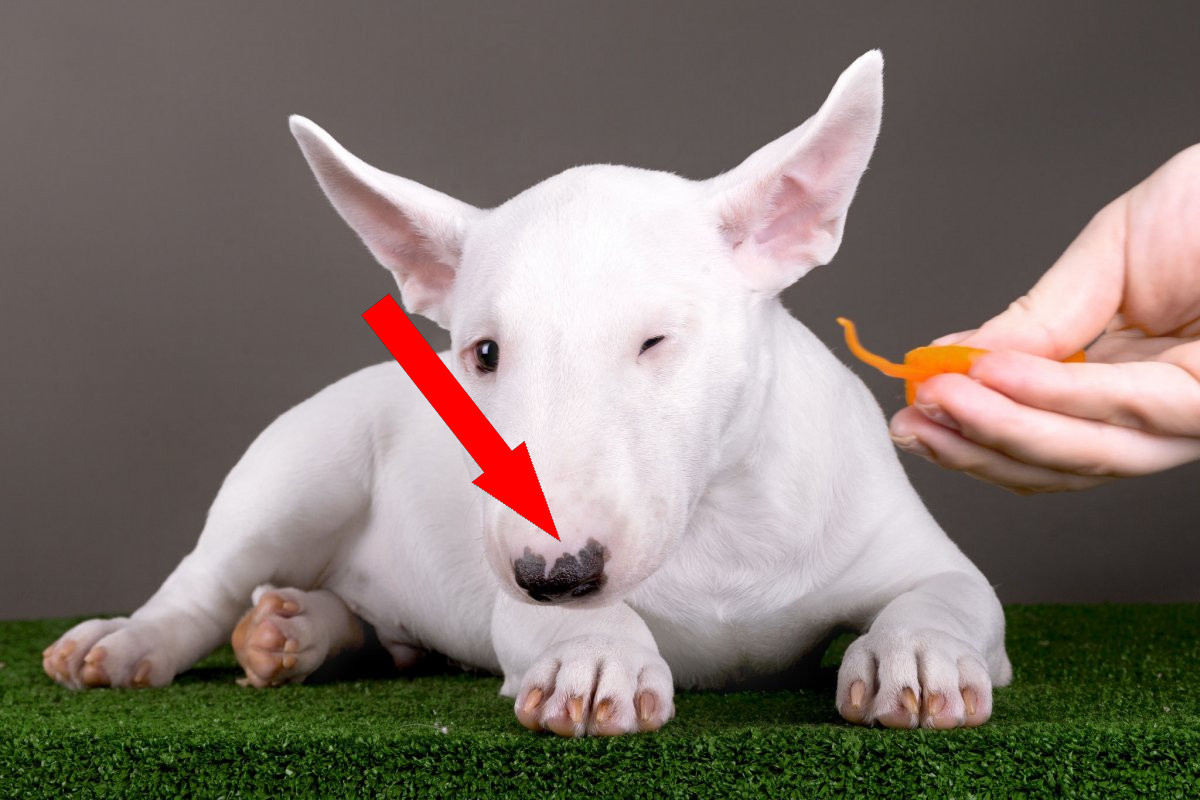 Бультерьер: мифы и реальность о гладиаторе среди собак