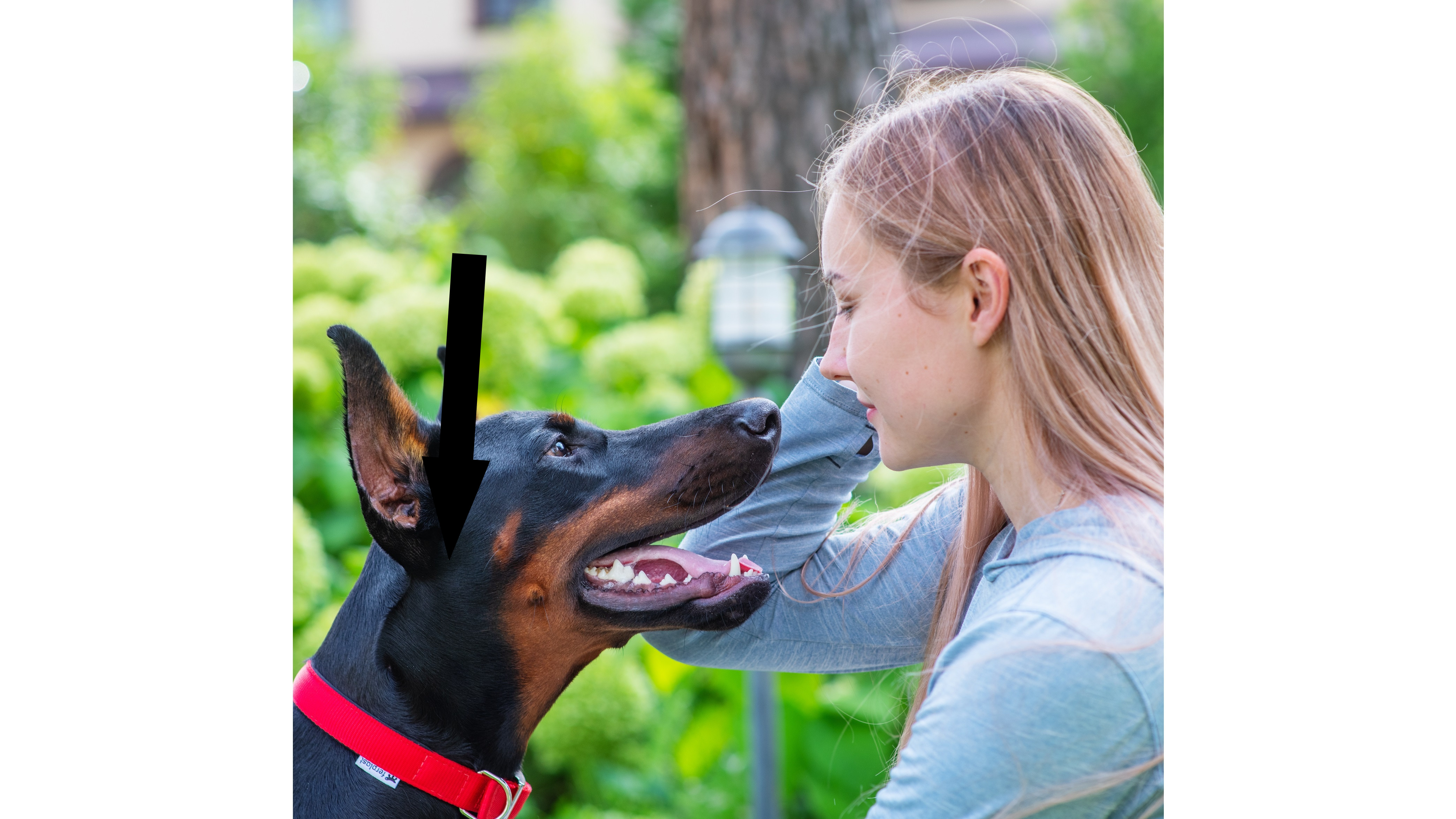 Как воспитать добермана: преданного защитника в городской среде