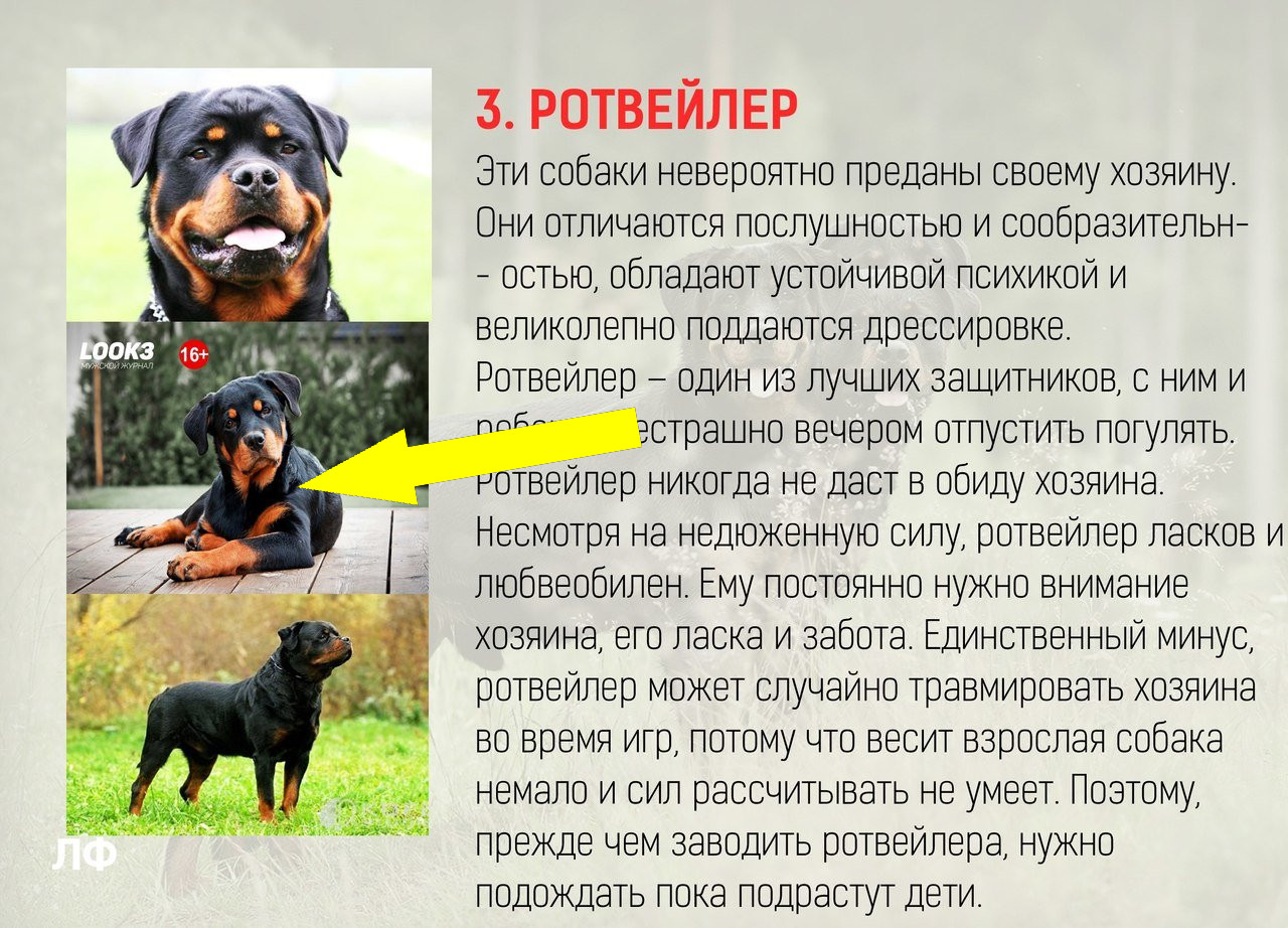 Ротвейлер в семье: что нужно знать о содержании мощного питомца
