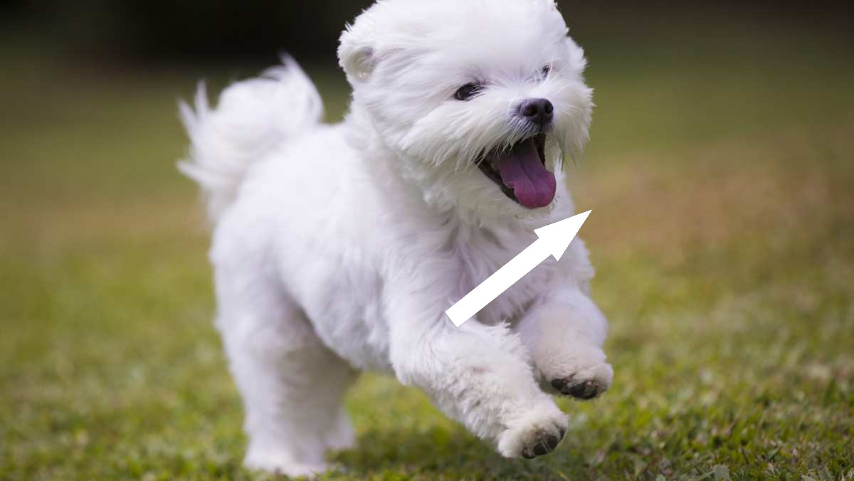 Мальтийская болонка как идеальный компаньон в России