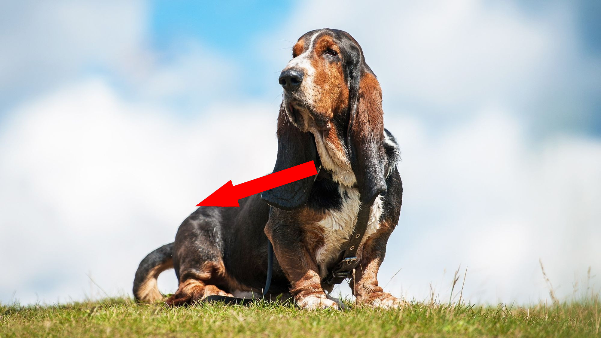 Меланхоличный взгляд бассет-хаунда