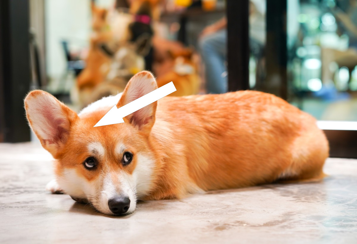 Вельш-корги: как пастушья собака стала городской знаменитостью