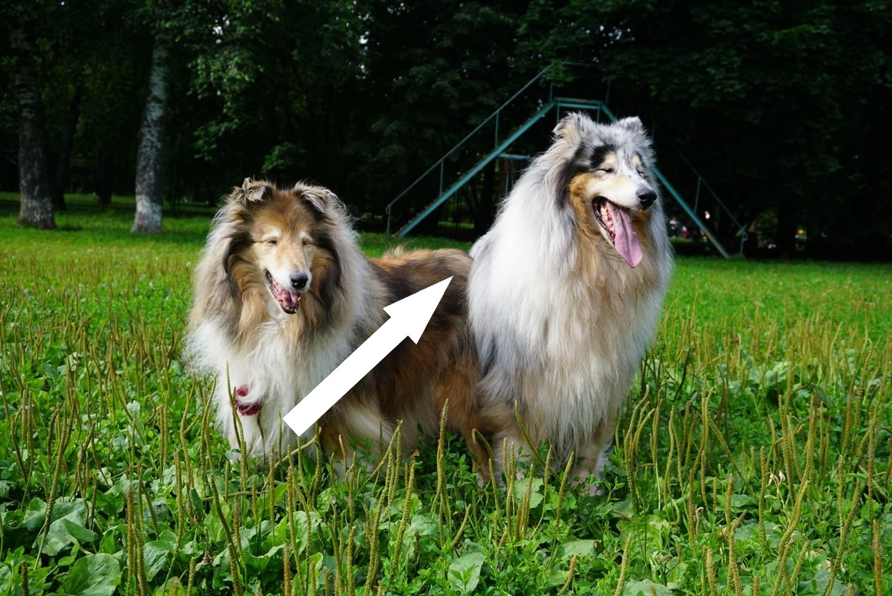 Шелти — идеальный семейный питомец