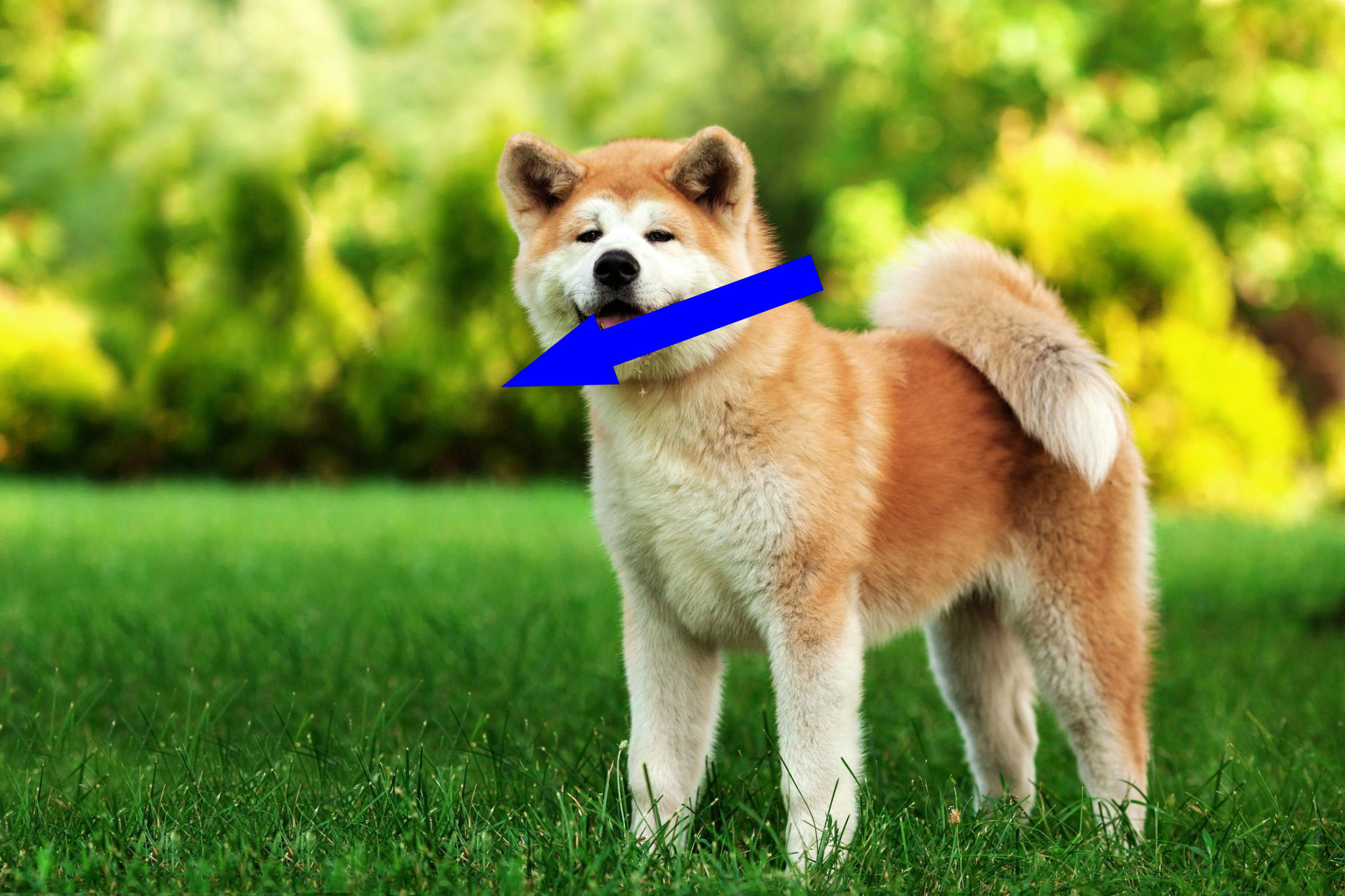 Акита-ину: верный друг и преданный компаньон