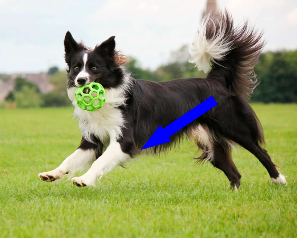 Как удовлетворить интеллект бордер-колли