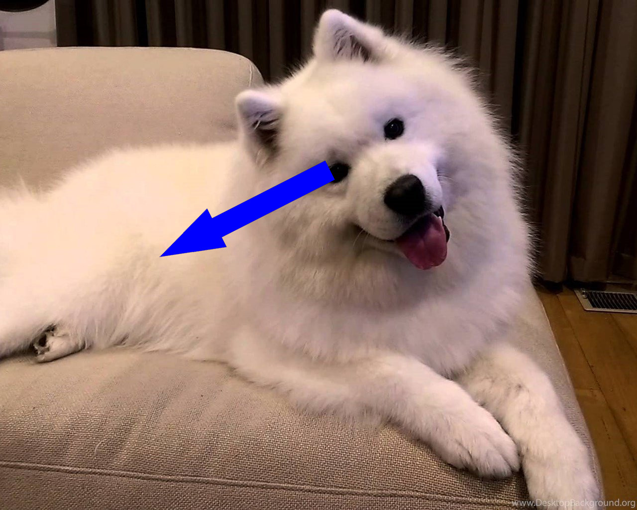 Самоед: как белоснежный улыбчивый пес завоевал сердца россиян