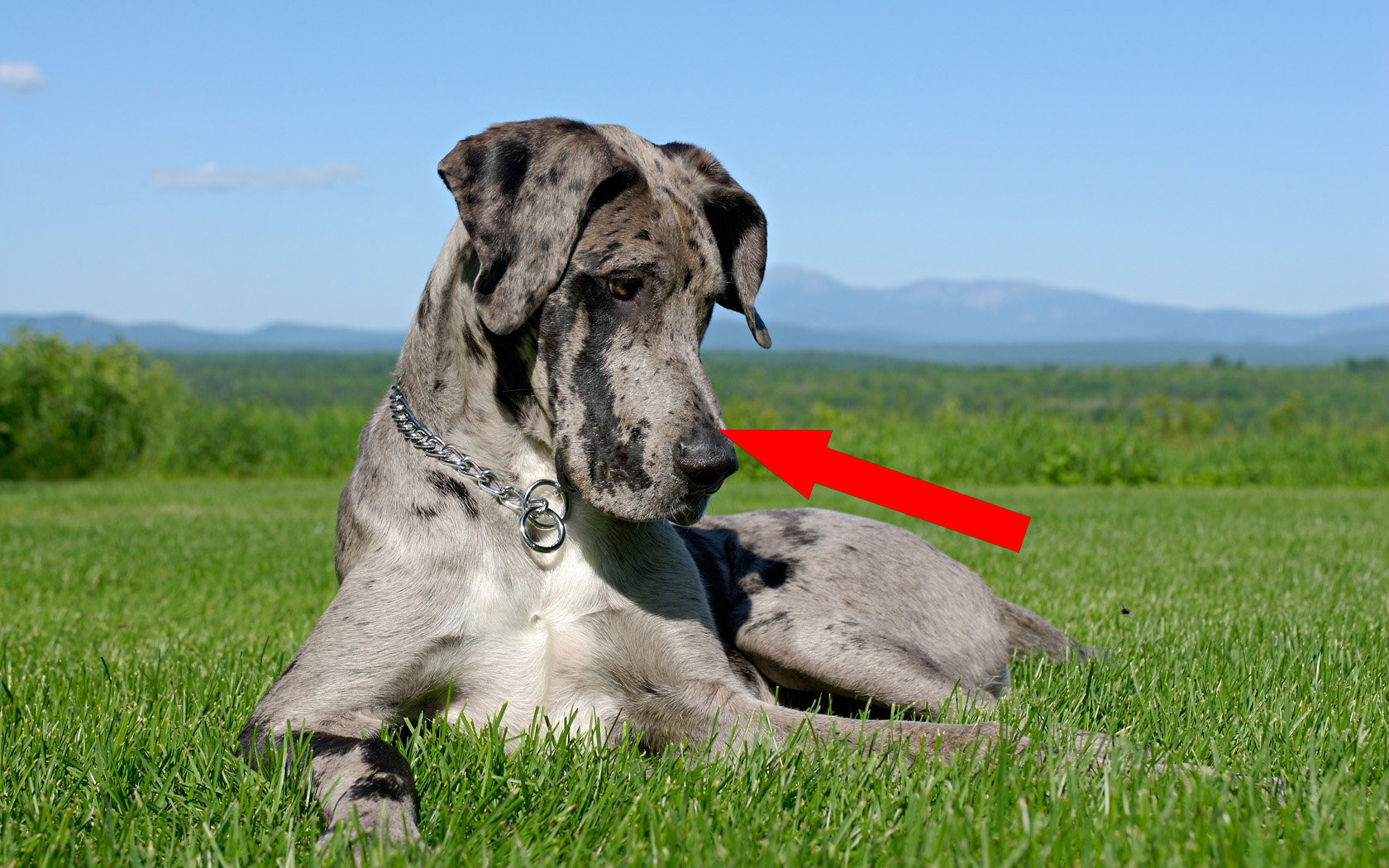 Немецкий дог: гигант с добрым сердцем