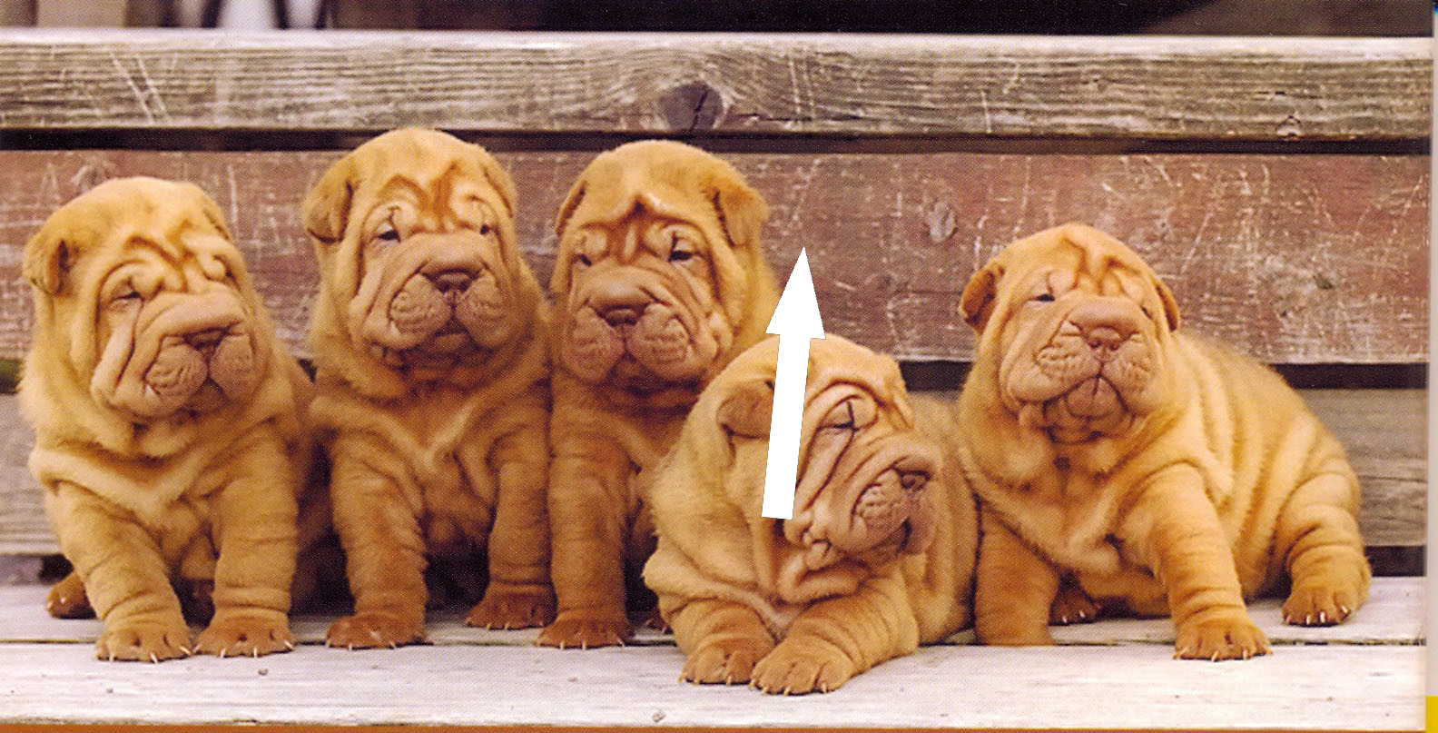 Шарпей: загадочные складки древней породы