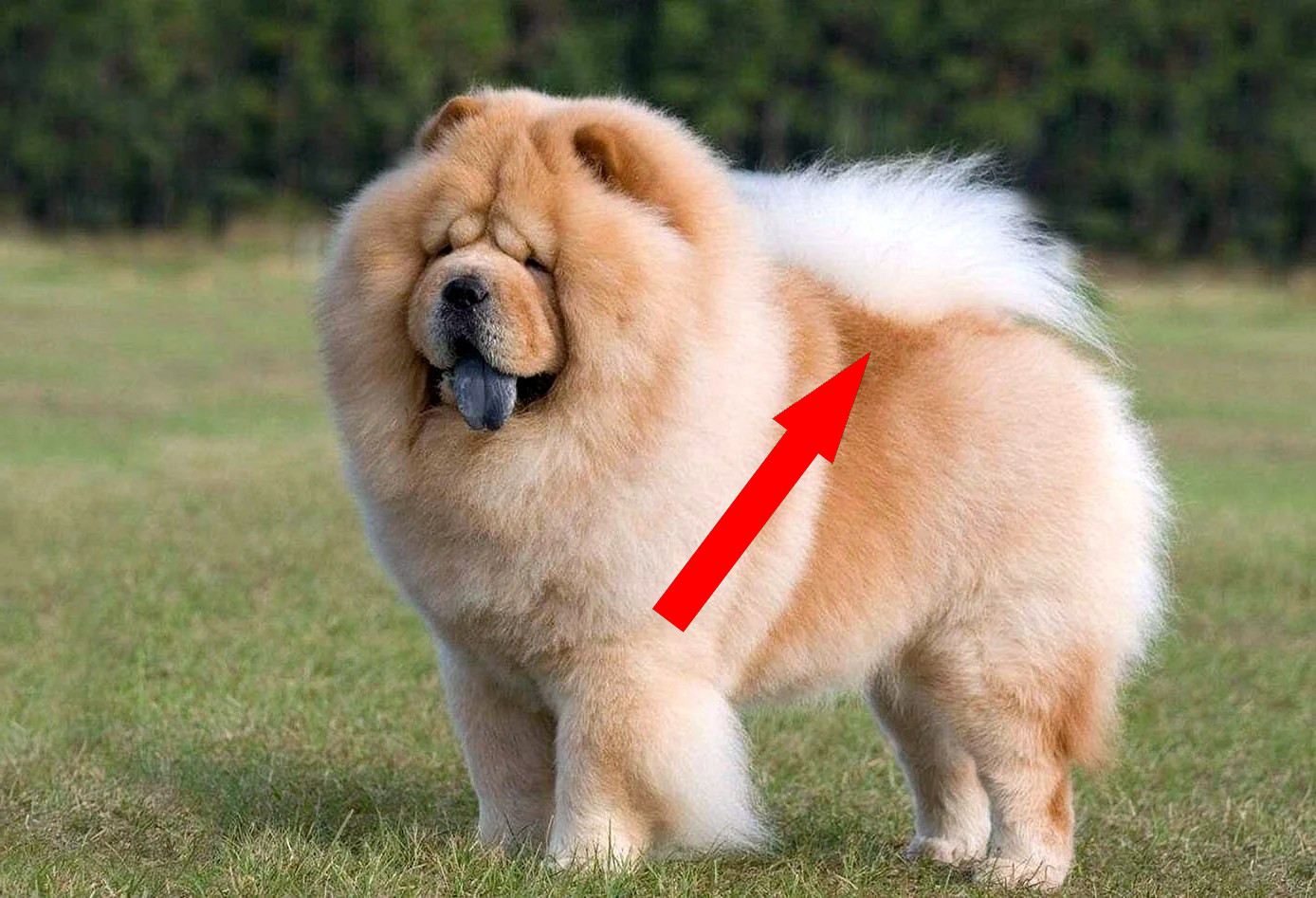 Чау-чау: как ухаживать за львом с синим языком