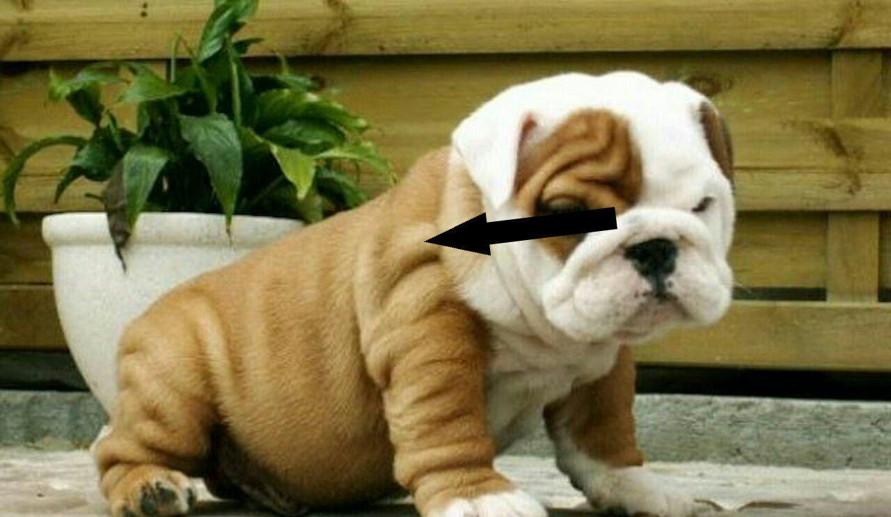 Английский бульдог — символ упорства и верный друг