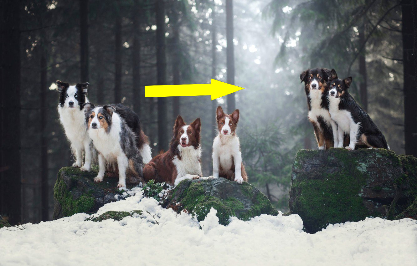 Как бордер-колли выживает в российских зимах