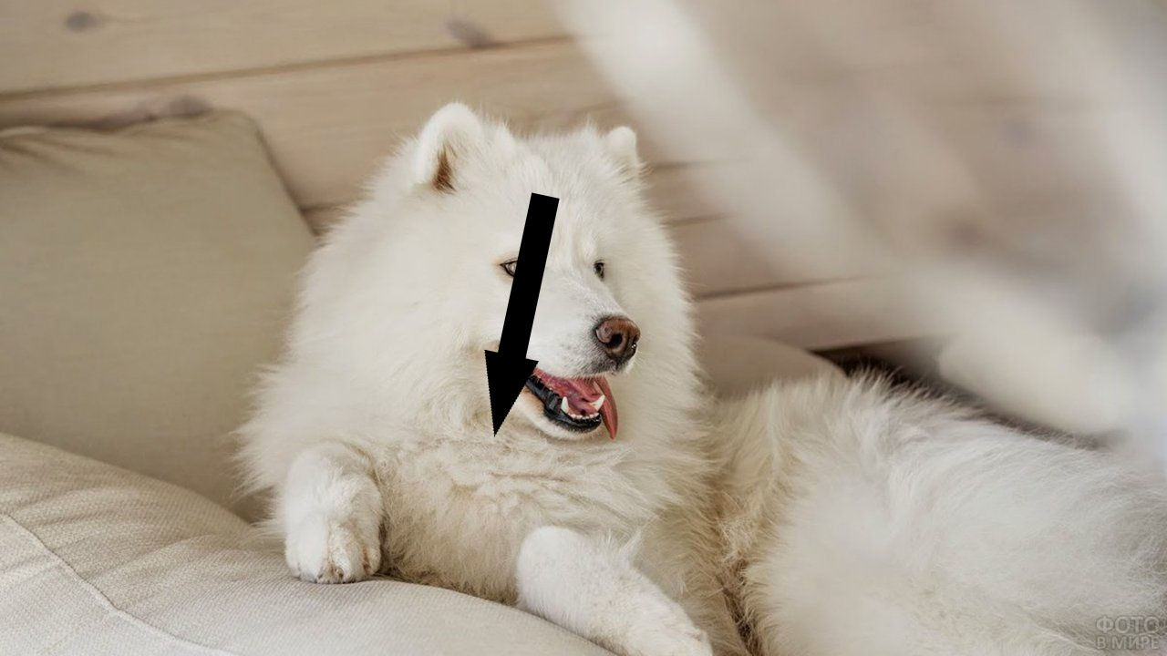 Секреты белоснежной улыбки самоедской собаки