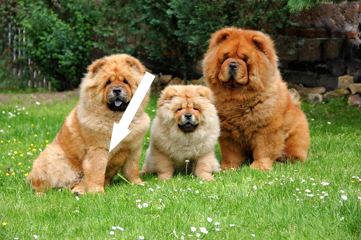 Как ухаживать за чау-чау в городской квартире