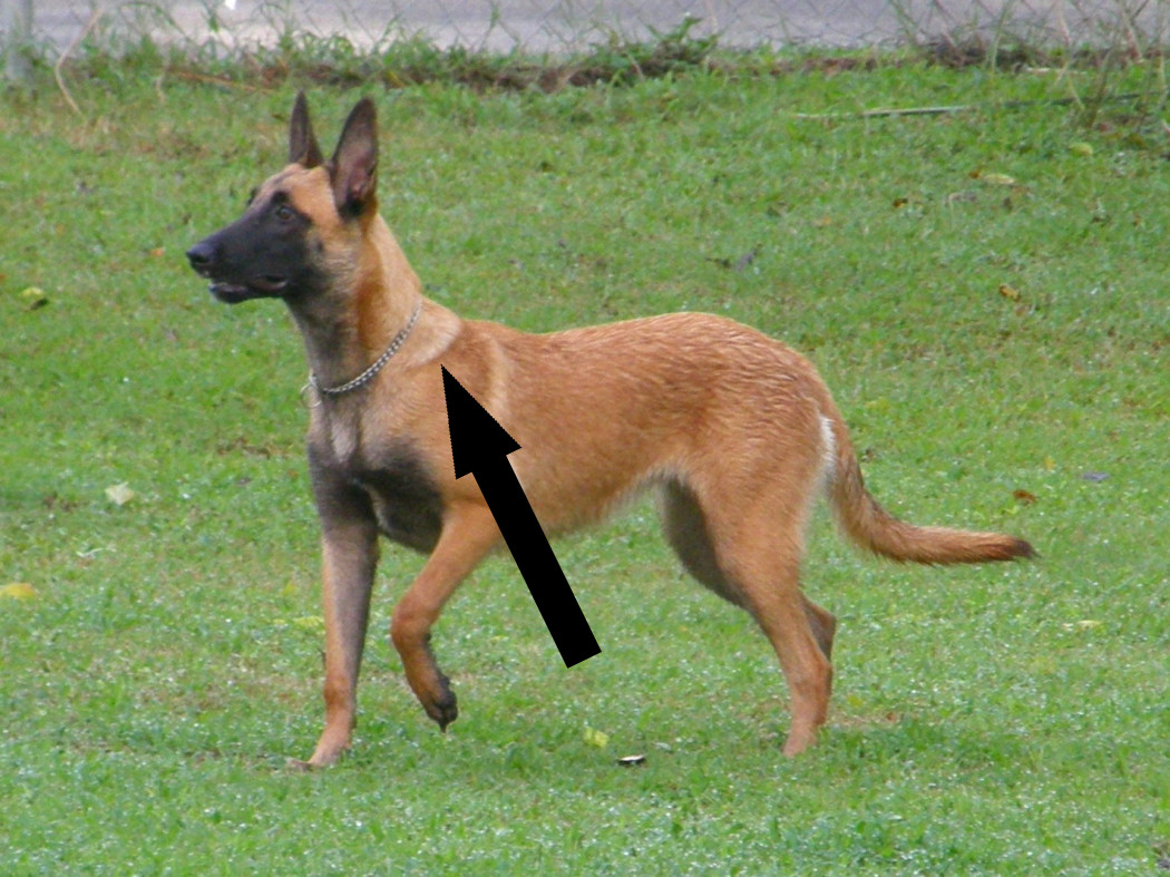 Бельгийская овчарка малинуа для профессионалов